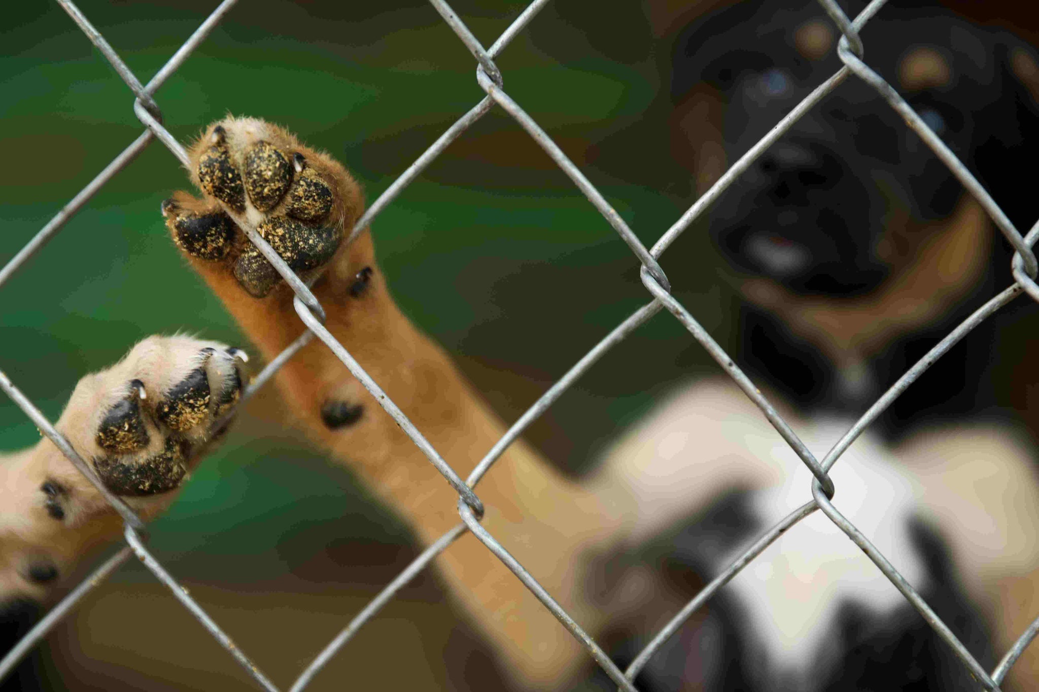 Men's Role in Animal Welfare and Conservation Efforts