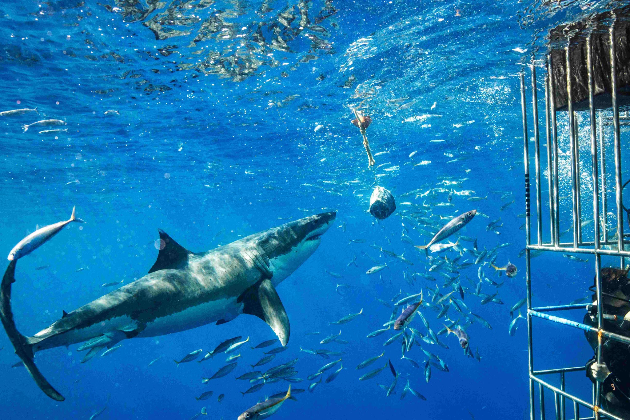 Men's Shark Cage Diving Excursions: Get Up Close with Ocean Predators