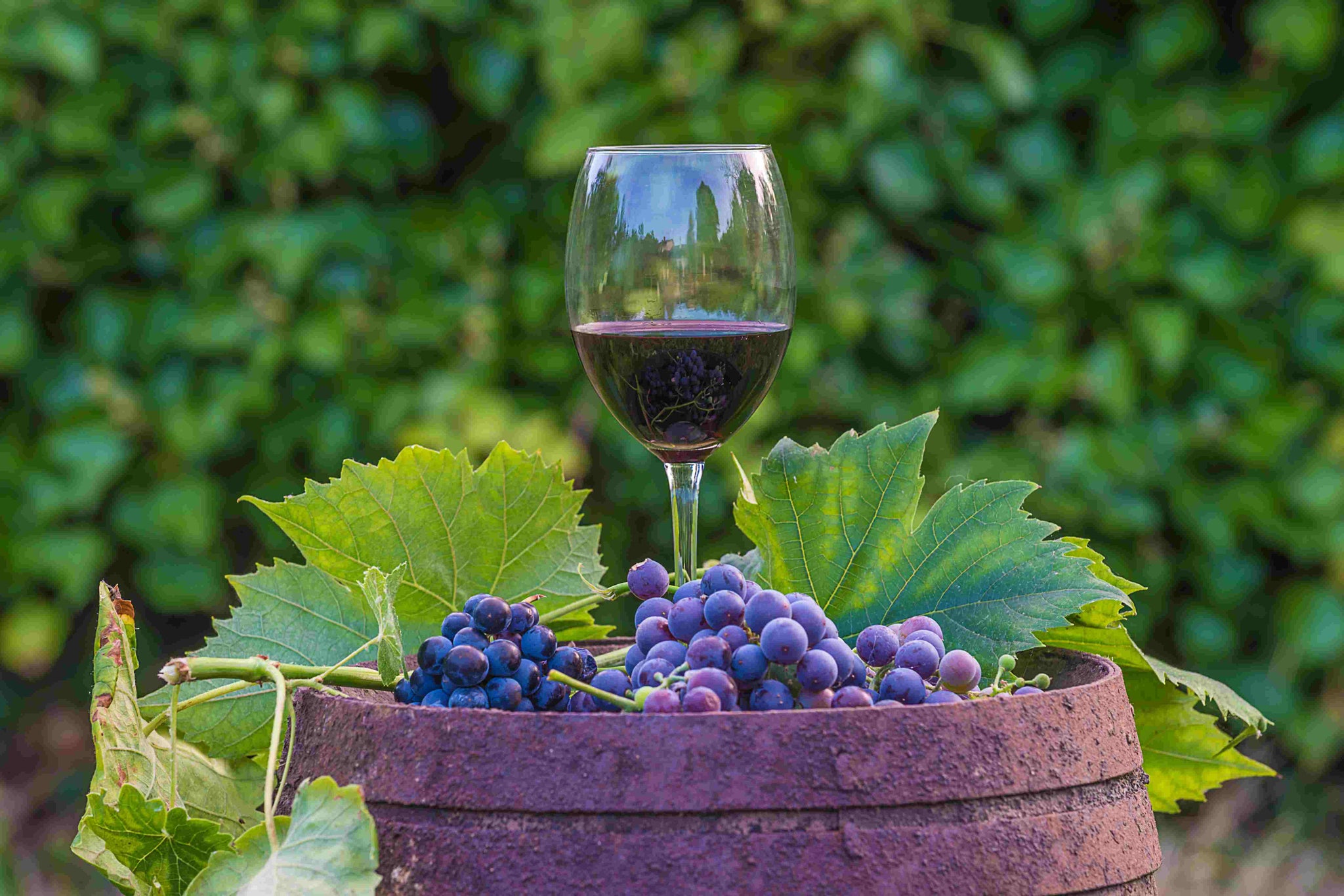 Wine Making at Home for Men: A Beginner’s Guide