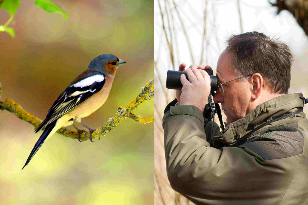 Men’s Bird Watching: Enjoying and Identifying Bird Species