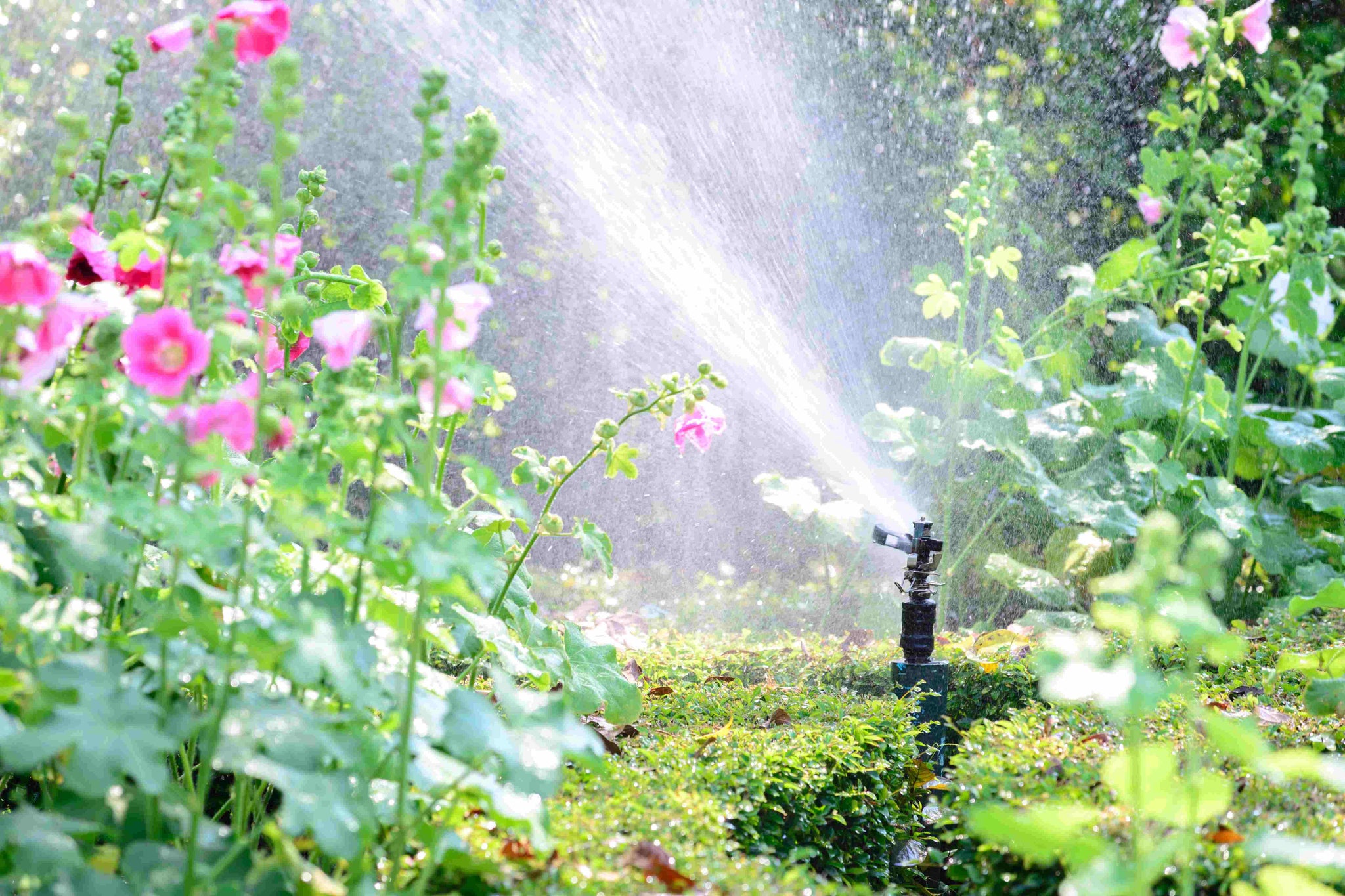 Men’s Guide to Creating a Smart Garden: Automated Watering and Lighting