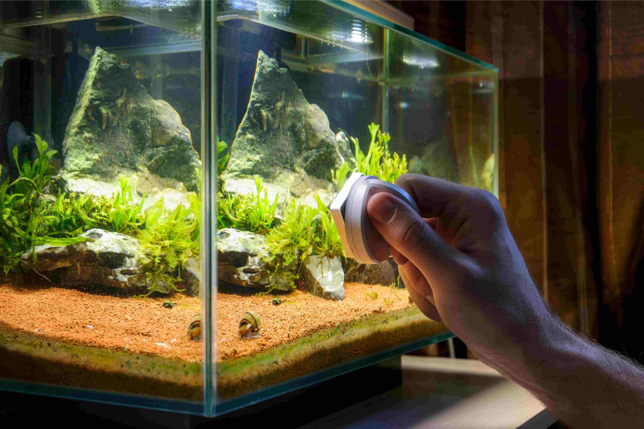 How to Start Your Own Men’s Fish Tank: Creating and Maintaining an Aquascape