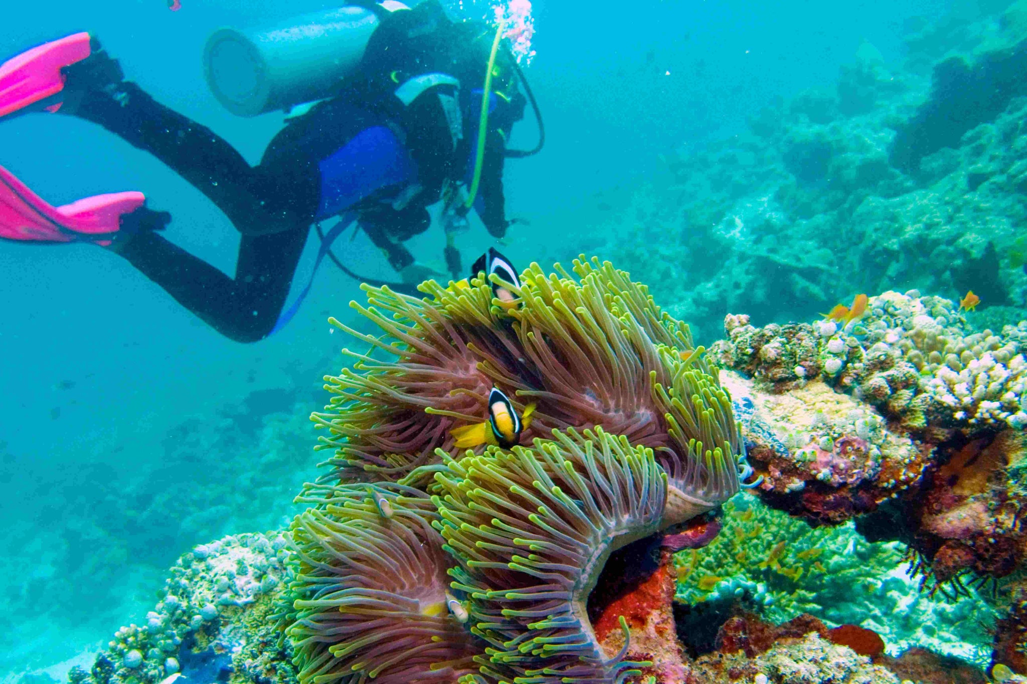 Diving the Great Barrier Reef - A Guide for Underwater Enthusiasts