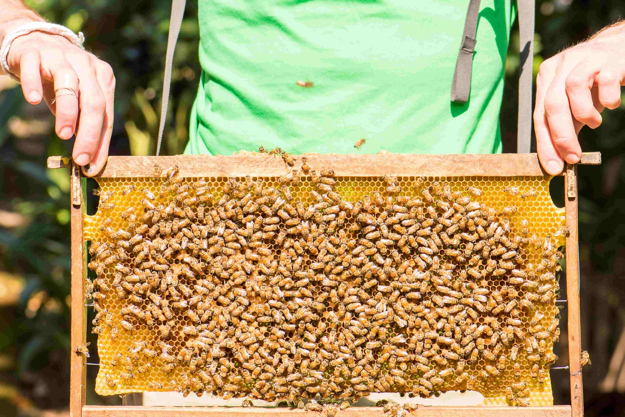 Men’s Guide to Urban Beekeeping: Bringing Nature to the City