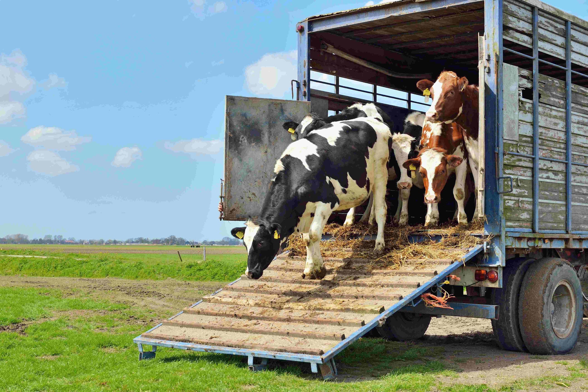 Livestock Logistics: Men's Skill in Safe Livestock Transportation