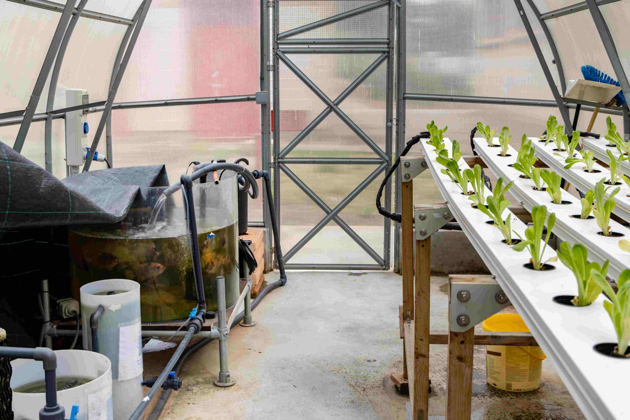 How to Start a Home Aquaponics System: A Men’s Gardening Hobby