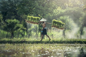 Growing the Future: Men's Jobs in Agriculture and Farming